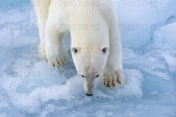 Polar bear (Ursus maritimus) on the pack ice at 82 degrees north, Spitsbergen Island, Svalbard and