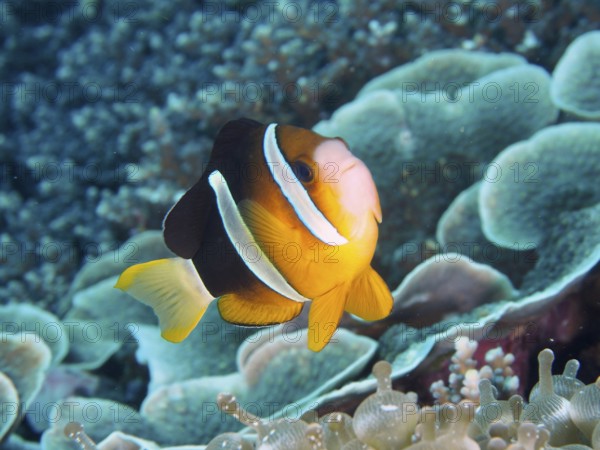 A bright Clark's anemonefish (Amphiprion clarkii) swimming over a coral reef, dive site Toyapakeh,