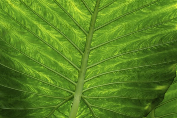 Detailed green leaf with pronounced veins and lively structure, Princess of Wales Conservatory,