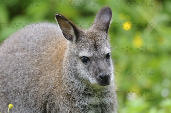 Kangaroo in natural environment with attentive expression and green background, red-necked wallaby