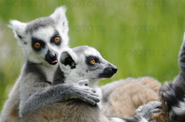 Two lemurs in a close embrace on a green meadow, one licking the other, Ring-tailed Lemur (Lemur