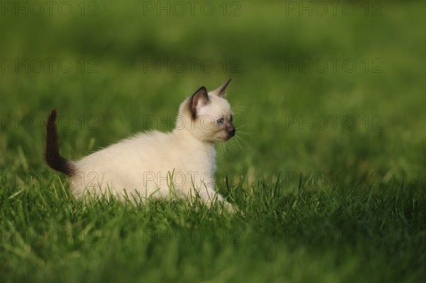 Kitten lying playfully on a green meadow in the sunshine, domestic cat (Felis catus), Siamese cat,
