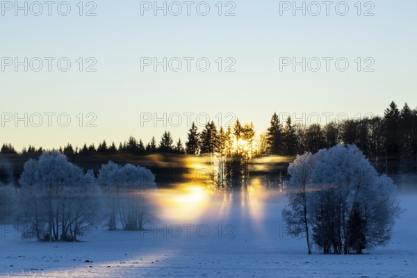 Birches (Betula), birch family (Betulaceae), sunlit veil of mist, light refraction, sun rays in