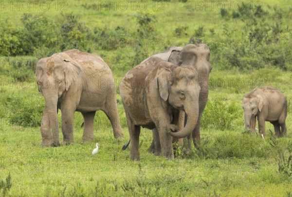 Indian elephants (Elephas maximus indicus), Khiri Khan, Hua Hin, Kui Buri National Park, Thailand,
