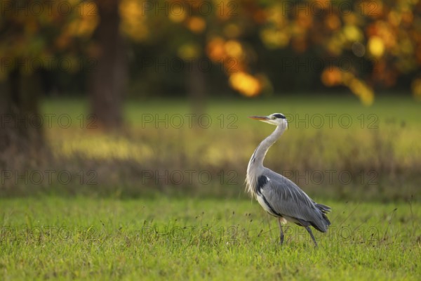 Grey heron (Ardea cinerea), animal portrait, autumn, Rosensteinpark, Stuttgart, Baden-Württemberg,