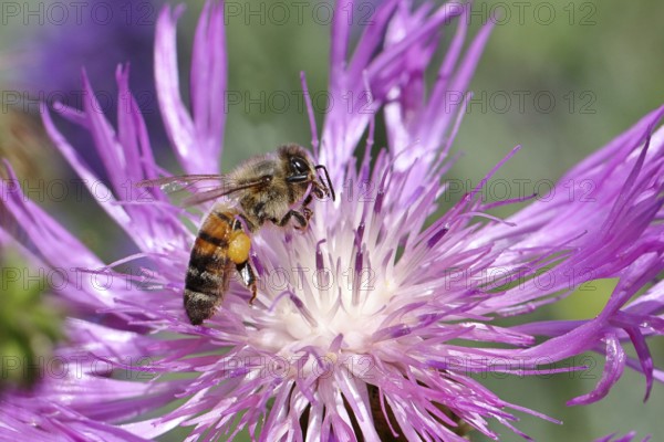 European honey bee (Apis mellifera), collecting nectar from a flower of lavender (Lavandula