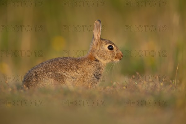 Rabbit (Oryctolagus cuniculus) wild adult animal resting in grassland, England, United Kingdom,