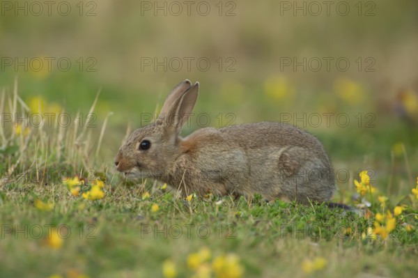 Rabbit (Oryctolagus cuniculus) wild adult animal in grassland with yellow summer flowers, England,