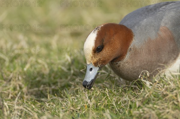 Eurasian wigeon (Mareca penelope) duck adult male bird feeding on grassland, England, United