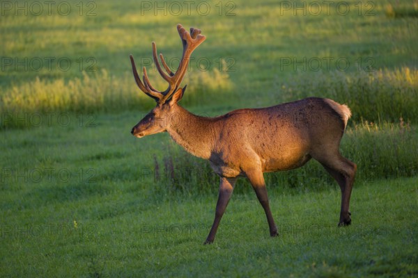 An Altai maral stag, Altai wapiti or Altai elk (Cervus canadensis sibiricus) stands in a meadow in