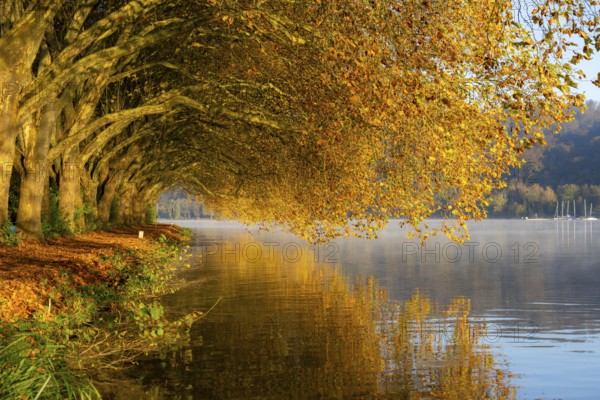 Autumn colours on the Platanen Allee, Hardenberg Ufer, lakeside path on Lake Baldeney, near Haus