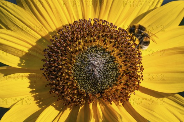 Close-up view of a sunflower (Helianthus annuus) with a bee in the centre of the flower,