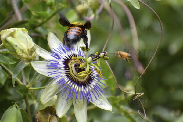 Passion-flower (Passiflora) with a Bumblebee and a Bee, seen in Buenos Aires, Argentina, South
