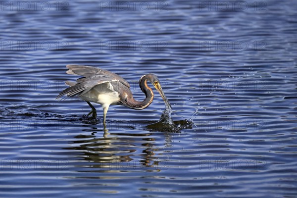 Tricoloured Heron (Egretta tricolor), adult, in the water, foraging, hunting, Merritt Island, Black