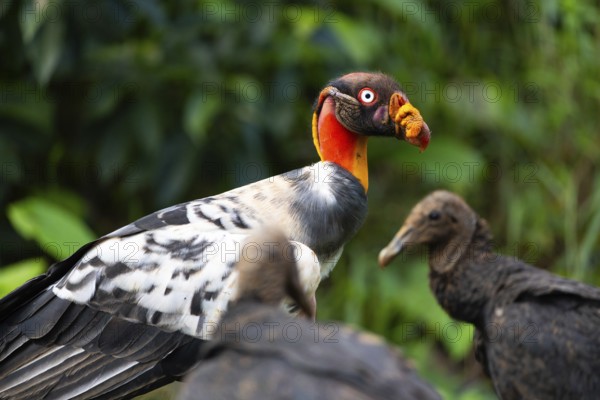 King vulture (Sarcoramphus papa), cock, vulture birds (Aegypiinae), Laguna del Lagarto Lodge,