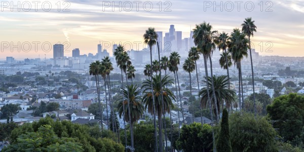 Los Angeles skyline with palm trees and downtown at sunset panorama in California in Los Angeles,