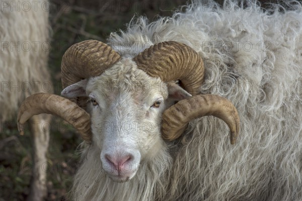 Portrait of a male moorland snook with horn (Ovis aries), Rehna, Mecklenburg-Western Pomerania,