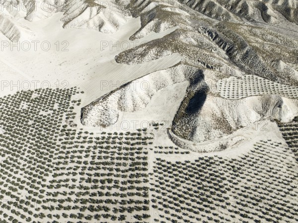 Badlands and cultivated olive trees (Olea europaea) . Aerial view. Drone shot. Granada province,