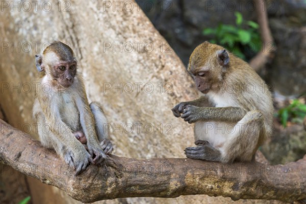 Monkey in Wat Sok Tham temple, macaque, mammal, gazing, gazing, wild, free-living, tropical,