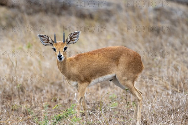 Steenbok (Raphicerus campestris), standing in dry grey, adult male, Kruger National Park, South