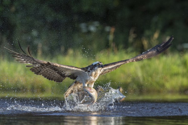 Western osprey (Pandion haliaetus) hunting with a trout, Aviemore, Scotland, Great Britain