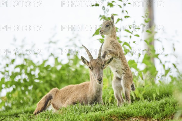 Alpine ibex (Capra ibex) youngster klimbing on their mother, playing, wildlife Park Aurach near