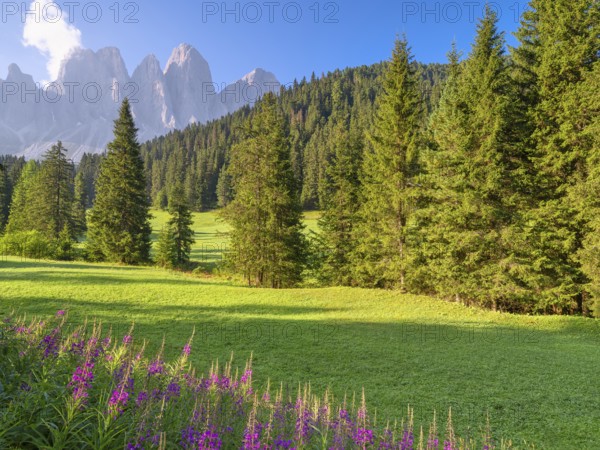 View of the Geisler peaks in the early morning, flowers in the foreground, Zanser Alm, Villnöß,