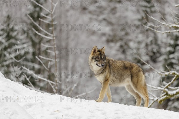 A young grey wolf (Canis lupus lupus) runs across the sloping, snow-covered meadow at the edge of a