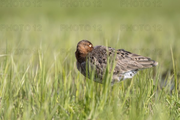 Black-tailed godwit (Limosa limosa), resting, sleeping, Ochsenmoor, Dümmer, Lemförde, Lower Saxony,