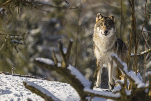 An adult male grey wolf (Canis lupus lupus) stands in the snow-covered undergrowth at the edge of a