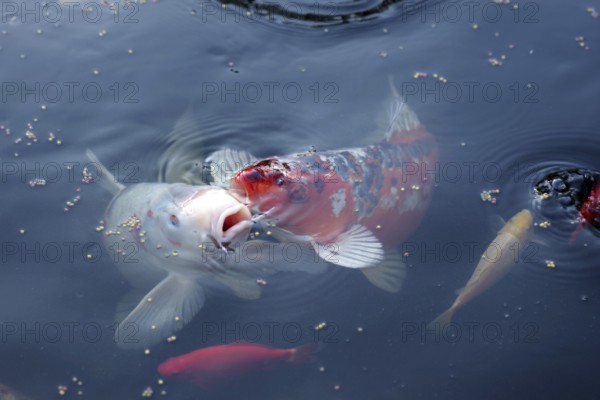 Koi (Cyprinus carpio), goldfish (Carassius auratus), fish, food, water, garden pond, hobby, Two