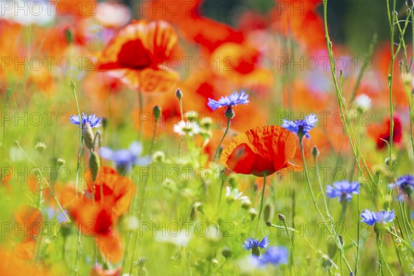 Corn poppy (Papaver rhoeas) and cornflower (Centaurea cyanus) in bloom in a meadow, Saxon