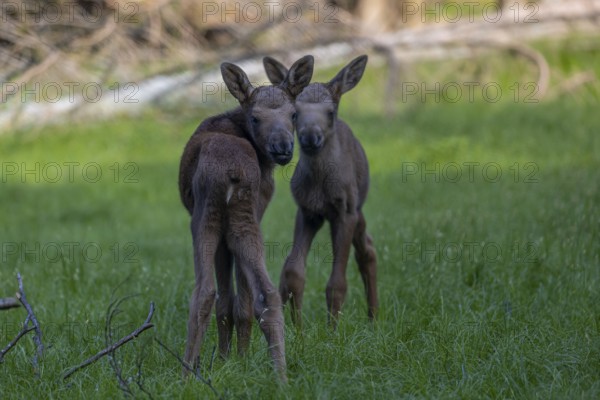 Two baby moose or elk, Alces alces, (8 days old, born May 8, 2020) standing on a meadow with fresh