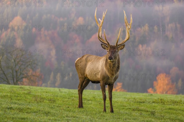 An Altai maral stag, Altai wapiti or Altai elk (Cervus canadensis sibiricus) stands on a meadow in