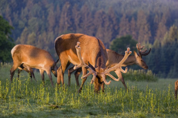 An Altai maral stag, Altai wapiti or Altai elk (Cervus canadensis sibiricus) and some hinds stand