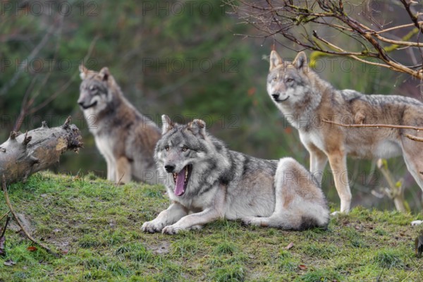 Three grey wolves (Canis lupus lupus), an adult female and a male as well as a cub, are