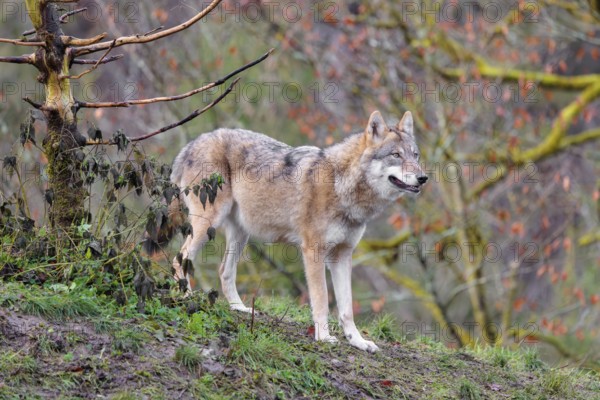 An adult female grey wolf (Canis lupus lupus) stands at the edge of the forest on a cloudy day and