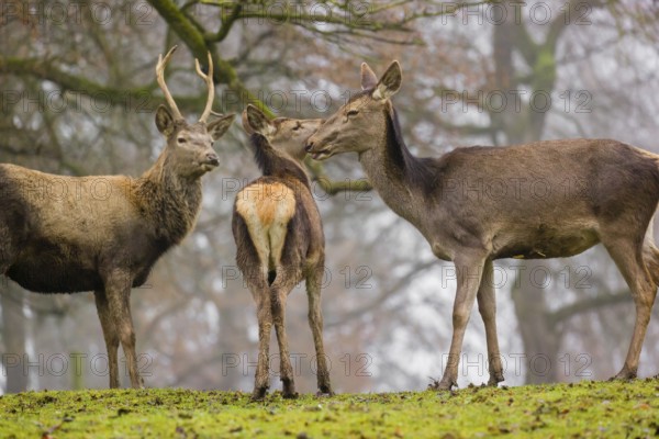 A Red Deer hind with her calf (Cervus elaphus) and a young stag stand on a green meadow at a forest