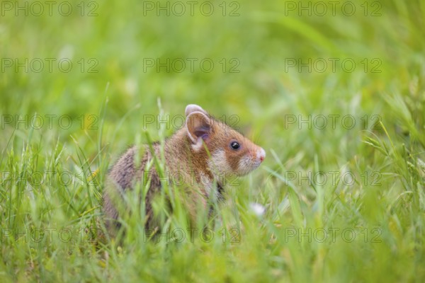 A European hamster (Cricetus cricetus), Eurasian hamster, black-bellied hamster or common hamster,