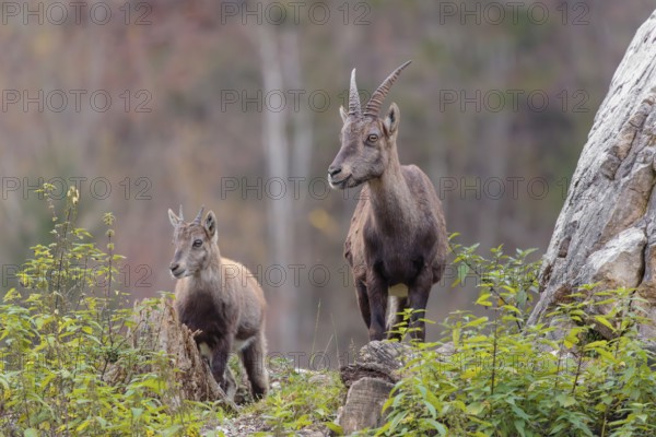 A female and a young ibex (Capra ibex) standing on a cloudy day on a green meadow on top of a hill.