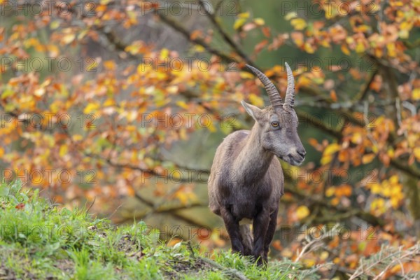 A female ibex (Capra ibex) standing on a cloudy day on a green meadow on top of a hill. A forest in