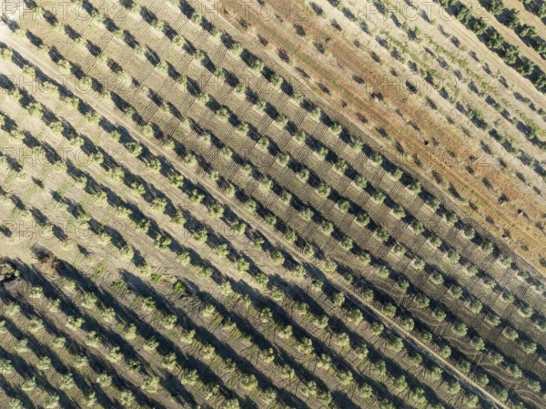 Cultivated olive trees (Olea europaea). Aerial view. Drone shot. Córdoba province, Andalusia,