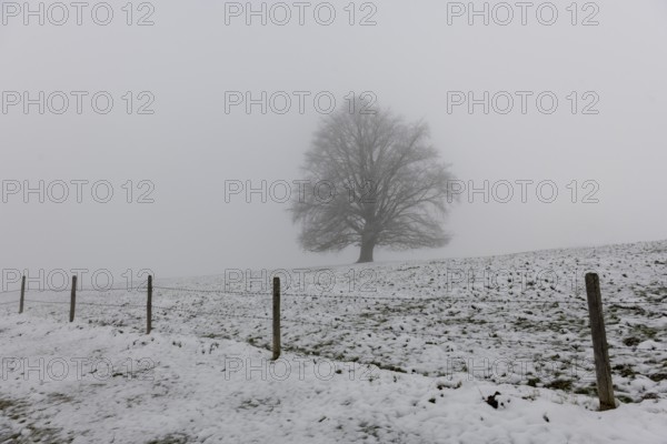 A single tree stands in a snowy and foggy landscape, Rieden am Forggensee, Ostallgäu, Allgäu,