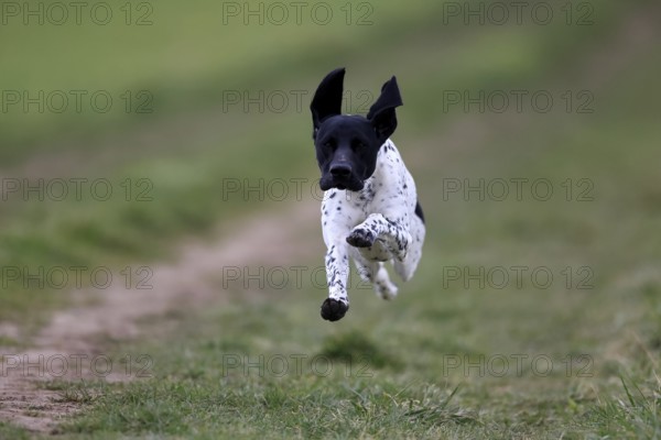 German Shorthair, (Canis lupus familiaris), adult, male, male, running, pointing dogs, Rhineland