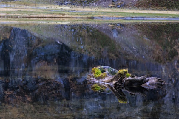 A tree trunk covered with moss floats on a still lake, Felbertal, Mittersill, Salzburg, Austria,