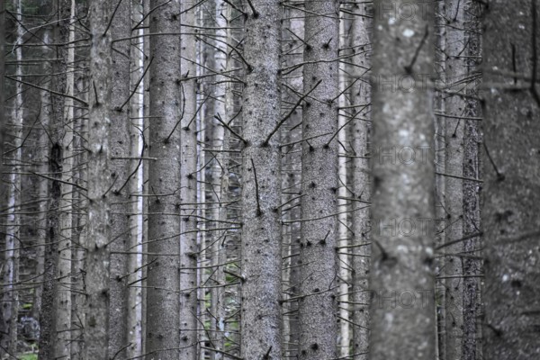 Spruce monoculture in Berchtesgaden National Park, abstract, symbol of unnatural forest, forestry,