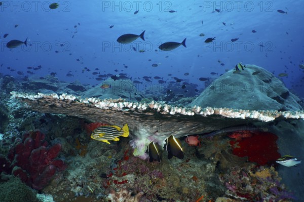 Various fish seek shelter under a large table coral (Acropora hyacinthus) in a blue underwater