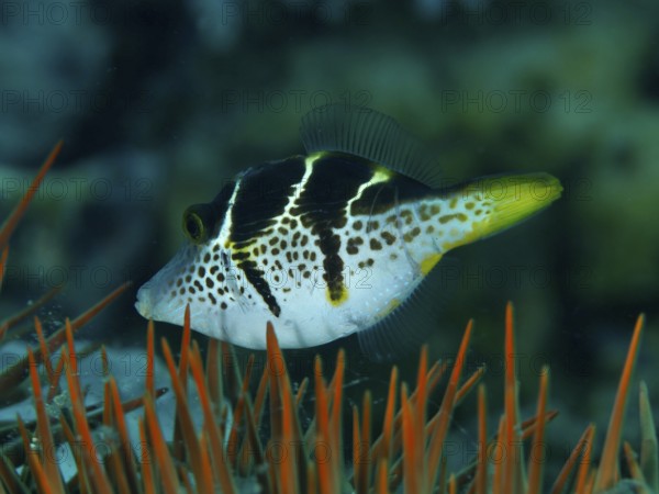 A striped mimicry filefish (Paraluteres prionurus) swims through the water in a reef with