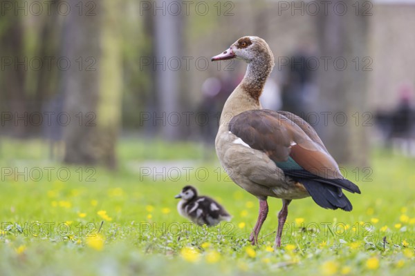 Chicks of the Nile Goose (Alopochen aegyptiaca) freshly hatched, park in spring with spring flowers