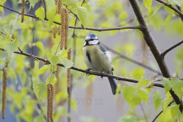 A blue tit (Parus caeruleus) sitting on the branch of a birch tree in spring, Hesse, Germany,